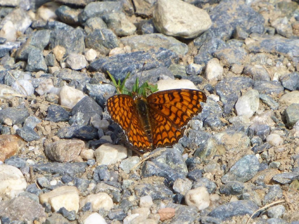 Melitaea phoebe